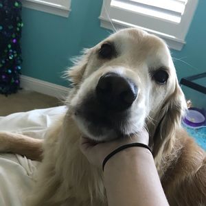 Meet your Posher, Alexa